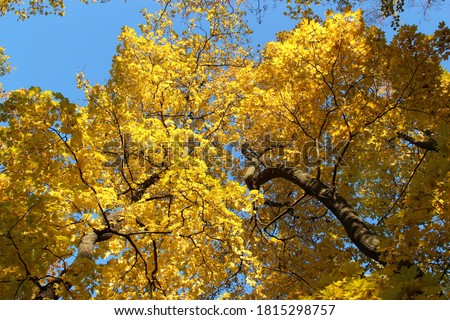 Golden autumn: bright yellow autumn maple foliage on a background of blue sky in a sunny day in the park 