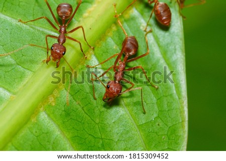 Macro photo of fire ants on a green leaf, close up photo of a group of fire ants on a leaf.