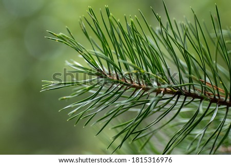Green spruce branches, blurred bokeh background, close-up. Green natural background
