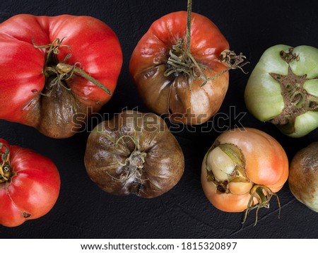 Ugly tomatoes on a black background. Copy space.