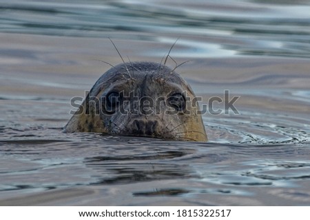 Grey Seal (Halichoerus grypus) Immature swimming in sea with head above water,portrait. Royalty-Free Stock Photo #1815322517