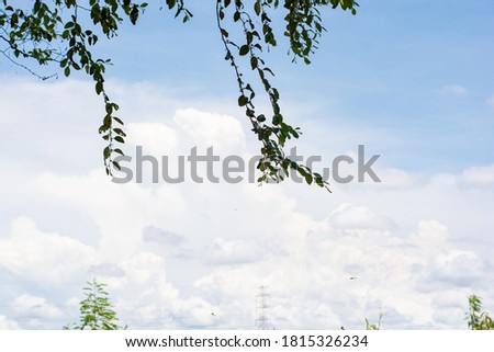 Green Meadow and Blue sky
