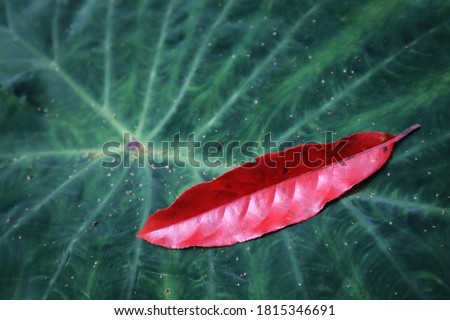1 red leaf lies on the ground of large green Colocasia esculenta var leaves.