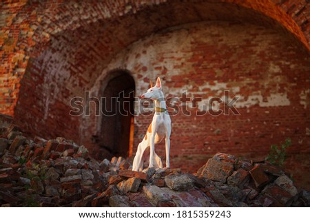 dog at the ruins. Pet on the background of old architecture. Ibizan greyhound Royalty-Free Stock Photo #1815359243