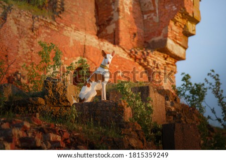 dog at the ruins. Pet on the background of old architecture. Ibizan greyhound Royalty-Free Stock Photo #1815359249