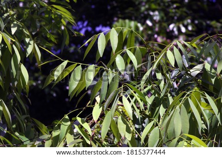  Gutta-percha trees. Gutta-percha is a tree of the genus Palaquium in the family Sapotaceae. Percha or perca is an older name for Sumatra, an island in Indonesia. Royalty-Free Stock Photo #1815377444