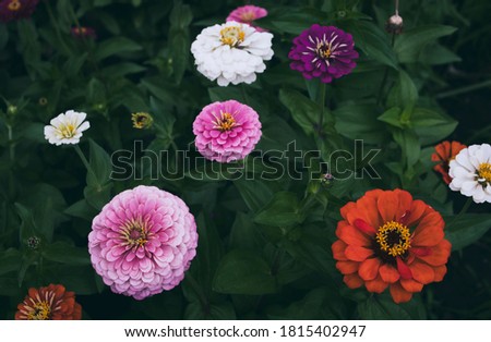 The flowerbed. Bright pink and orange elegant zinnia flowers in the garden.