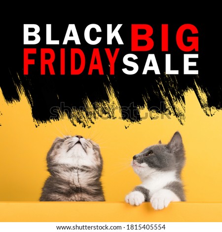 Concept Black Friday sales, cute little gray cat and kitten, on yellow background, look at mockup. Buisiness banner, promotional advertising.