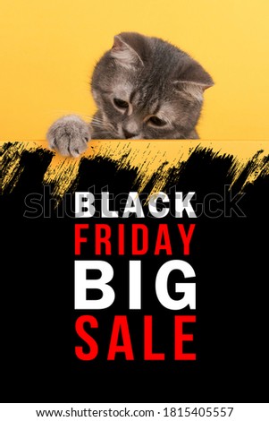 Concept Black Friday sales, cute little gray cat on yellow background, look at mockup. Buisiness banner, promotional advertising.