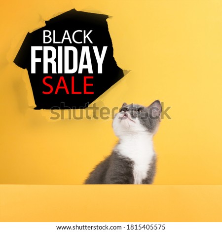 Concept Black Friday sales, cute little gray cat on yellow background, look at mockup. Buisiness banner, promotional advertising.