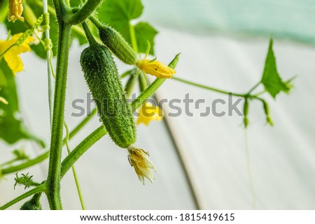 Young plant cucumber with yellow flowers.