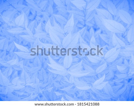 Beautiful abstract color blue flowers on white background
