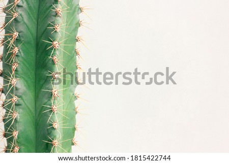 Single cactus on light background. Home plant growing. Natural floral minimal concept. Close up.