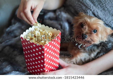 Woman eating popcorns wrapped on warm blanket with yorkshire terrier dog