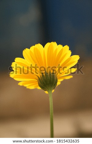 Macro photo of yellow flower 