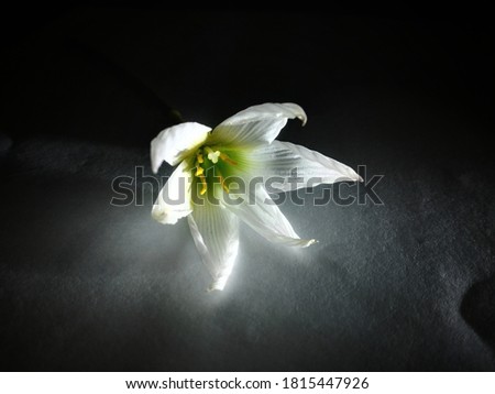 Studio photo of grass lily, nap-at-noon, or eleven-o'clock lady with black background