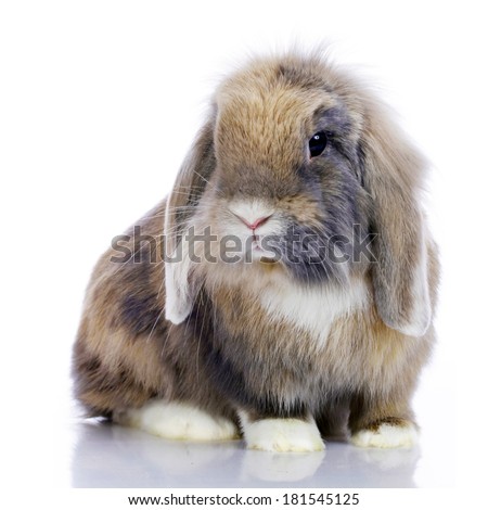 dwarf rabbit isolated