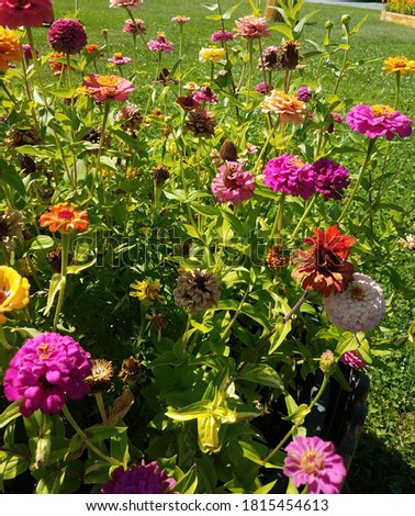 Beautiful colorful summer flowers against green grass on a sunny day.
