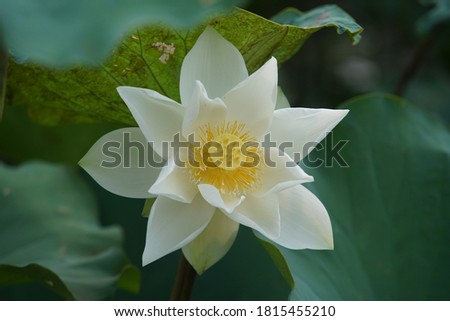White lotus flower or water lily. Royalty high-quality free image of white lotus flower. The background is lotus leaf and lotus bud in a pond. Beautiful sunlight and sunshine in the morning