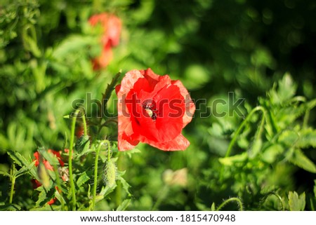 poppy growing surrounded by greenery