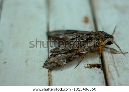 agrius convolvuli closeup picture dead bug