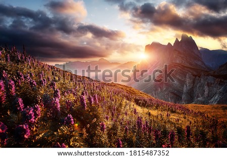 Wonderful photo of nature scenery. Amazing morning view during sunrise. Scenic colorful sky over the majestic mountain peak and blossoming lupine flowers, under sunlight. stunning summer landscape. Royalty-Free Stock Photo #1815487352