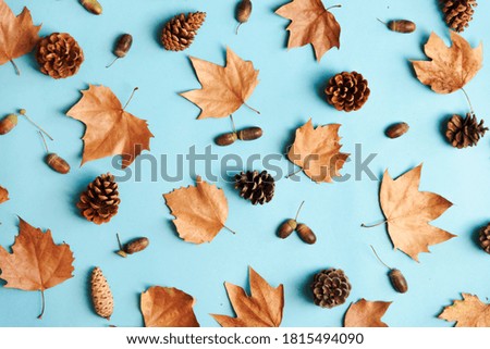 Autumn leaves with acorn and cones composition pattern on pastel blue background from above. Maple leaf texture on color table. Minimal thanksgiving and halloween seasonal design pop art.
