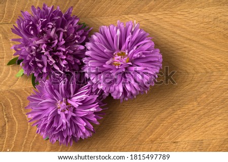 Blossoming three buds of aster on a wood board