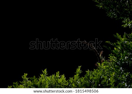 Native plants in the forest at night