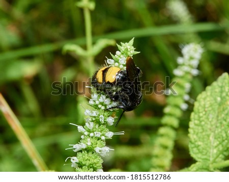 Black wasp with yellow abdomen. Scolia hirta.