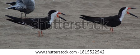 Black skimmers at the beach