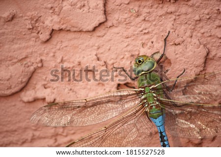 Closeup of vivid blue and green dragonfly basking on warm, thick adobe stone wall