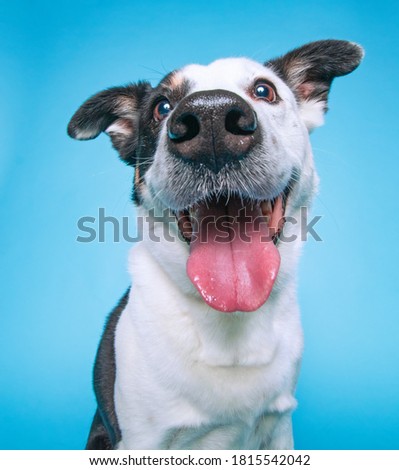 studio shot of a dog on an isolated background Royalty-Free Stock Photo #1815542042