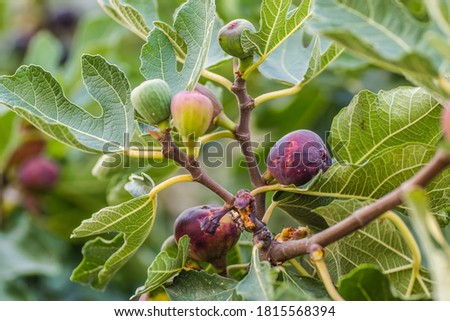 Ripe fig fruits in the canopy of the tree  Royalty-Free Stock Photo #1815568394