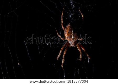 Night picture of hunting garden spider on the net