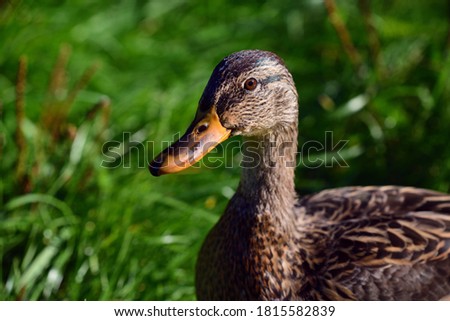 Close-up of a brown wild duck looking sideways into the picture in front of green grass