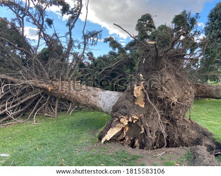Pine-tree uprooted by hurricane force wind storm in park Royalty-Free Stock Photo #1815583106