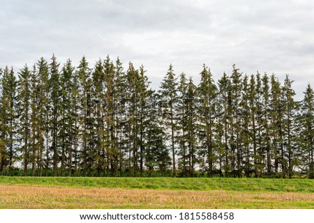 a row of tall fir trees with small branches, nature abstract background
