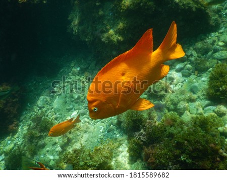 Garibladi fish, California, orange fish, gold fish, ocean life, sea animal