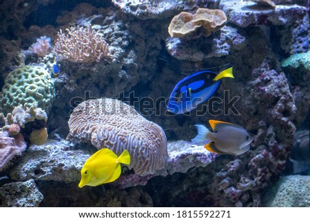 A closeup of beautiful fishes in an aquarium in Osnabruck's zoo, Germany
