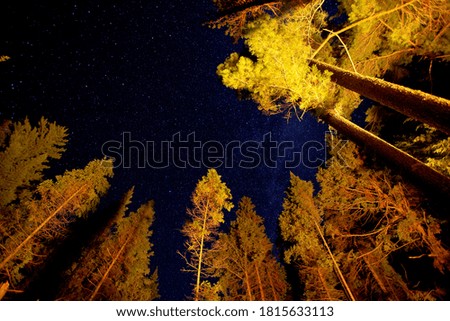 A starry sky framed by trees in a Canadian Forest.