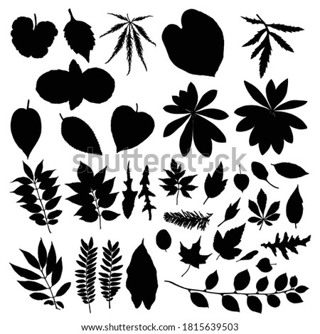 Leaf silhouette collection, foliage set. Domestic spring leaves, botanical illustration of hand drawing elements made of real live forest and home plants. Vector.