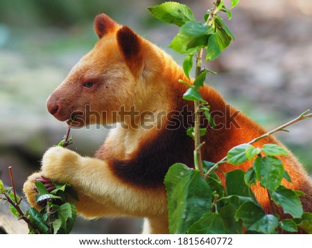 Charming Captivating Goodfellow's Tree Kangaroo munching Contentedly on Lush Greenery.        