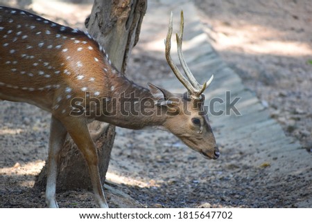 The Sri Lankan axis deer or Ceylon spotted deer is a subspecies of axis deer that inhabits only Sri Lanka.