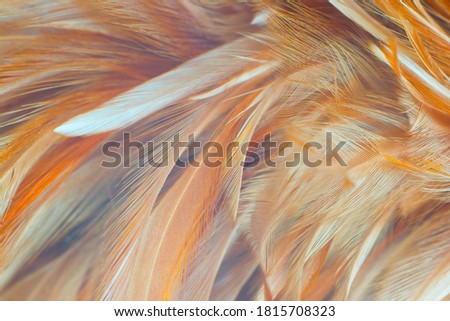 Beautiful colors trend eagle feather texture pattern background