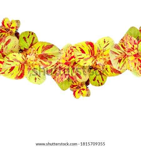 Coleus plant.Beautiful autumn leaves. Rooting of coleus. Autumn leaves. Red, green, yellow leaf. Coleus variety - "mosaic". Linear seamless border - autumn leaves. Autumn background for packing seeds