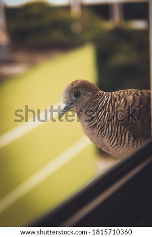 picture of pigeon outside the window