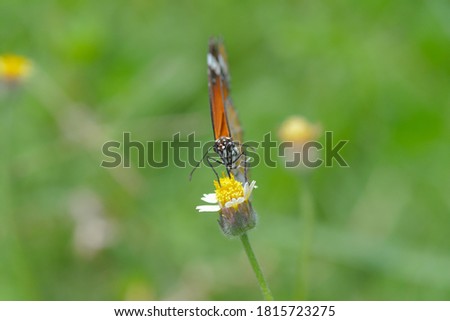 Little butterfly find food on flower in morning butterfly beautiful images