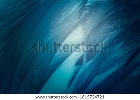Dark blue green feather texture pattern background with lighting
