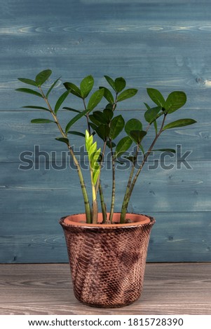 Zamioculcas in a pot on rustic background.	